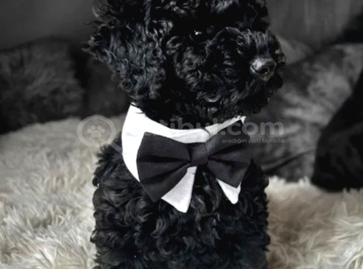 En Özel Siyah Inci Toy Poodle Yavrularımız görsel