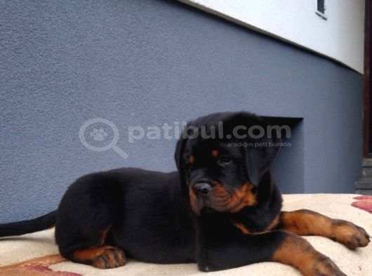 Macar Koca Kafa Secereli Soy Rottweiler Yavrular