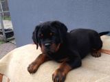 Macar Koca Kafa Secereli Soy Rottweiler Yavrular