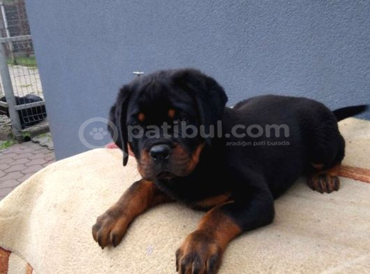 Macar Koca Kafa Secereli Soy Rottweiler Yavrular görsel