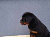 Macar Koca Kafa Secereli Soy Rottweiler Yavrular
