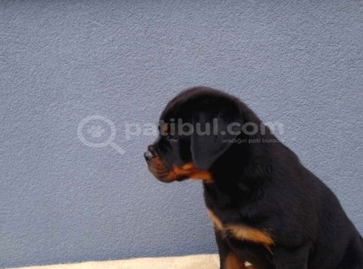 Macar Koca Kafa Secereli Soy Rottweiler Yavrular görsel
