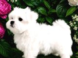 Maltese Terrier Yavru Aşıları Tam Harika Yavrular