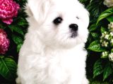 Maltese Terrier Yavru Aşıları Tam Harika Yavrular