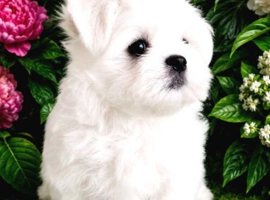 Maltese Terrier Yavru Aşıları Tam Harika Yavrular görsel