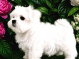 Maltese Terrier Yavru Aşıları Tam Harika Yavrular