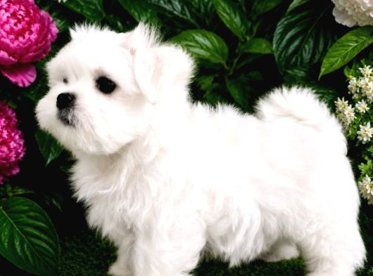 Maltese Terrier Yavru Aşıları Tam Harika Yavrular görsel