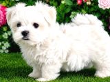 Maltese Terrier Yavru Aşıları Tam Harika Yavrular