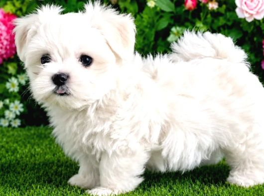 Maltese Terrier Yavru Aşıları Tam Harika Yavrular görsel