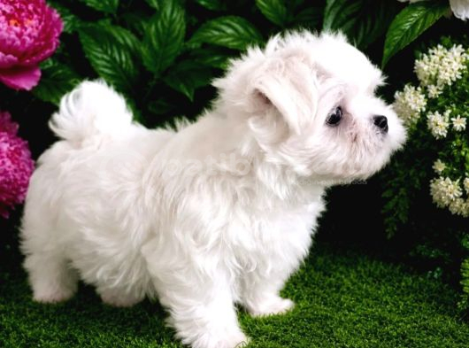 Maltese Terrier Yavru Aşıları Tam Harika Yavrular görsel