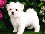 Maltese terrier yavru aşıları tam harika yavrular