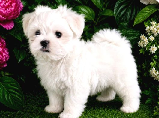 Maltese Terrier Yavru Aşıları Tam Harika Yavrular