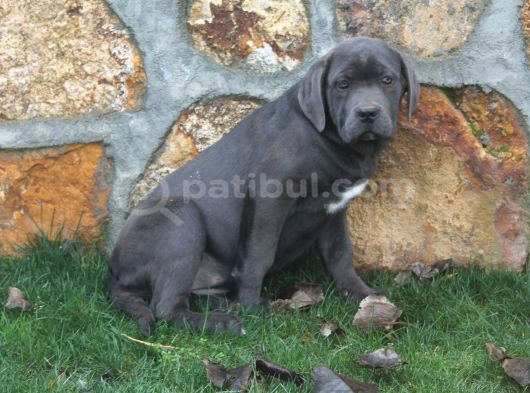 Üst Sevi̇ye Dev Cane Corsa Yavrulari görsel
