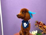 Toy Poodle 7 Aylık
