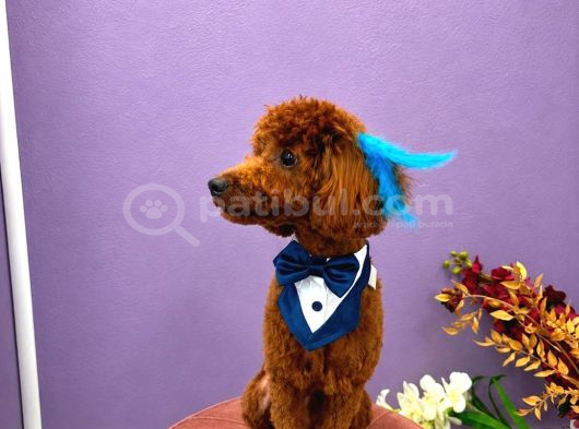 Toy Poodle 7 Aylık görsel