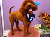 Toy poodle 7 aylık