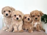 MALTİPOO CİNSİ YAVRULAR EV ÜRETİMİ