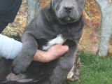 Üst Sevi̇ye Dev Cane Corsa Yavrulari