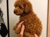 Toy Poodle Red Yavru Erkek Dişi Tüm Türkiye Teslimat Aşılı