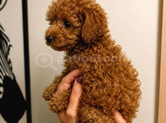 Toy Poodle Red Yavru Erkek Dişi Tüm Türkiye Teslimat Aşılı görsel