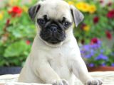 PUG MOPS YAVRULAR EV ÜRETİMİ
