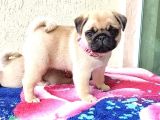 Pug Mops Yavrular Ev Üreti̇mi̇