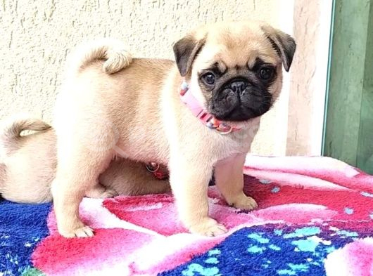 Pug Mops Yavrular Ev Üreti̇mi̇ görsel