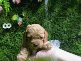 TOY POODLE SEVİMLİ YAVRULAR EV ÜRETİMİ