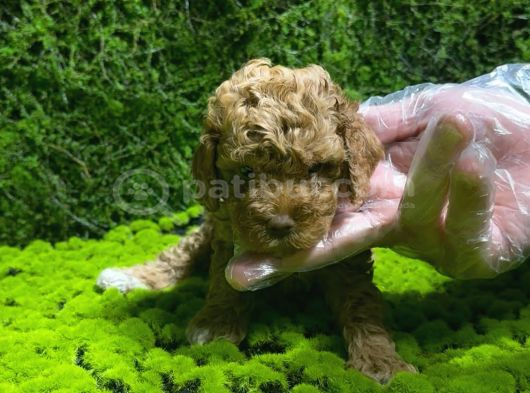 Toy Poodle Sevi̇mli̇ Yavrular Ev Üreti̇mi̇ görsel