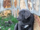 Üst Sevi̇ye Dev Cane Corsa Yavrulari