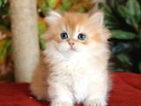 MUNCHKIN CÜCE PRENSES