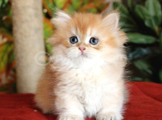 Munchkin Cüce Prenses