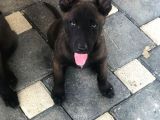 Yurtdışı Kan Hattı Koyu Maskeli Belçika Malinois Yavrulqr