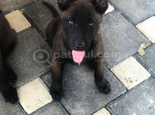 Yurtdışı Kan Hattı Koyu Maskeli Belçika Malinois Yavrulqr görsel