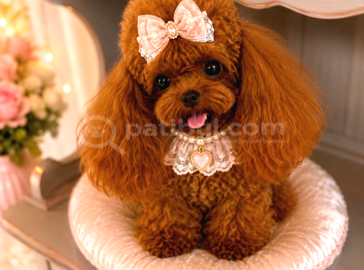 Kore Teacup Poodle yavrularımız