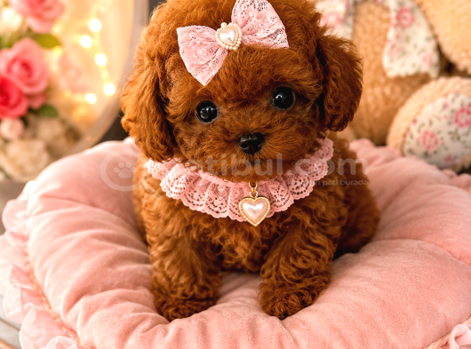 Kore Teacup Poodle Yavrularımız görsel