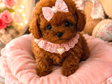 Kore Teacup Poodle Bebeklerimiz