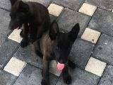 Yurtdışı Kan Hattı Koyu Maskeli Belçika Malinois Yavrulqr