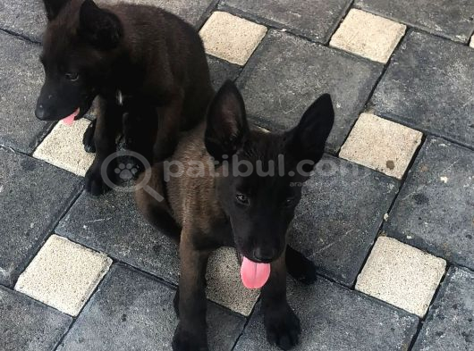 Yurtdışı Kan Hattı Koyu Maskeli Belçika Malinois Yavrulqr görsel