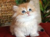 Munchkin Cüce Prenses