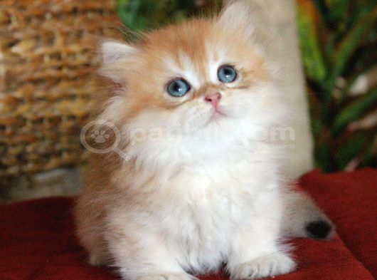 Munchkin Cüce Prenses görsel