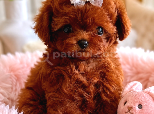 Orijinal Kore Teacup Poodle Bebeklerimiz görsel