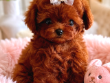 Kore Teacup Poodle Yavrularımız