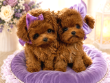 Orijinal Kore Teacup Poodle bebeklerimiz