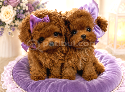 Kore Teacup Poodle bebeklerimiz