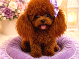 Orijinal Kore Teacup Poodle Yavrularımız