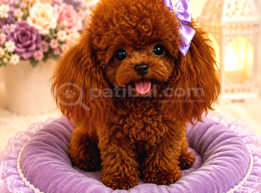 Orijinal Kore Teacup Poodle Yavrularımız görsel