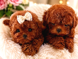 Kore Teacup Poodle bebeklerimiz