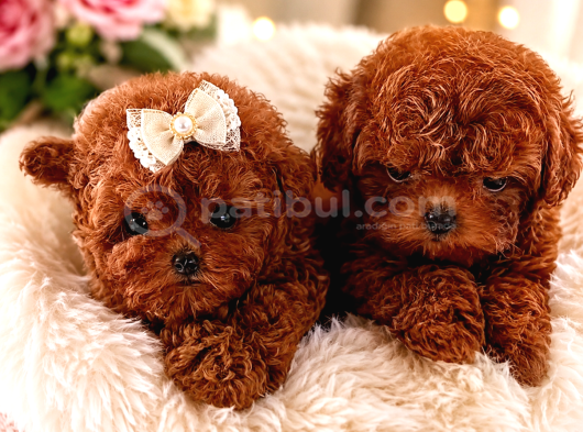 Kore Teacup Poodle bebeklerimiz