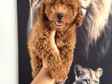 En tatlı toy poodle yavrularımız için arayabilirsiniz
